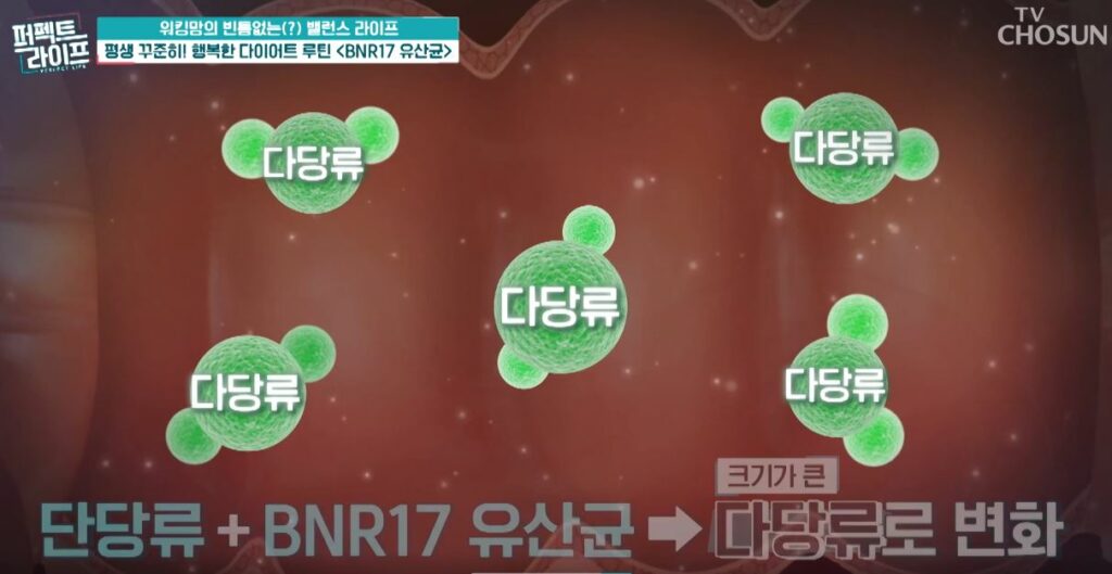 BNR17 유산균 혈당조절